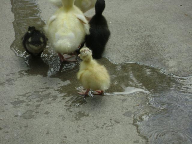 38335_ducky_butts.jpg