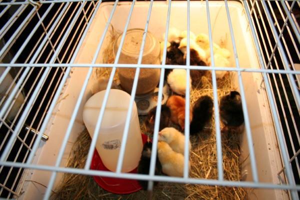 38352_chicks2.jpg