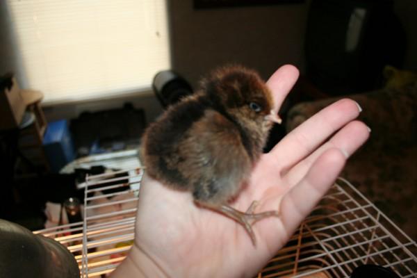 38352_chicks3.jpg