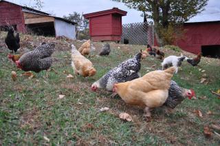 38363_hank_and_chickens.jpg