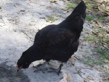 38368_chicken_007.jpg