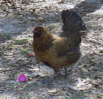 38368_chicken_008.jpg