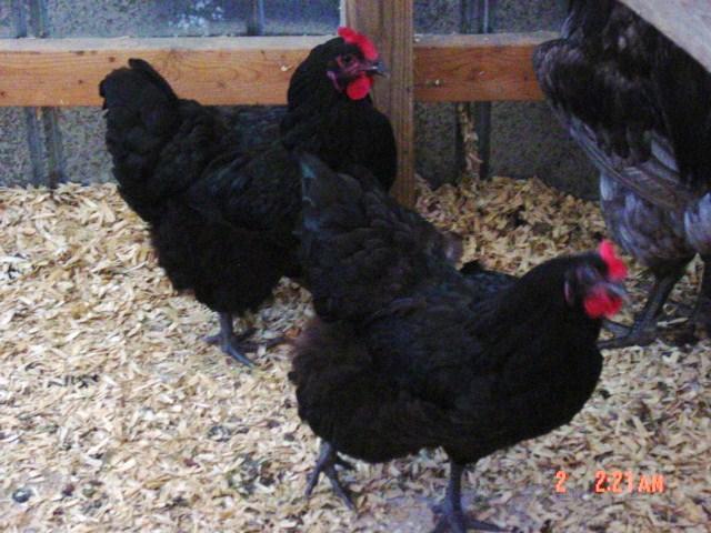 38368_chicken_018.jpg