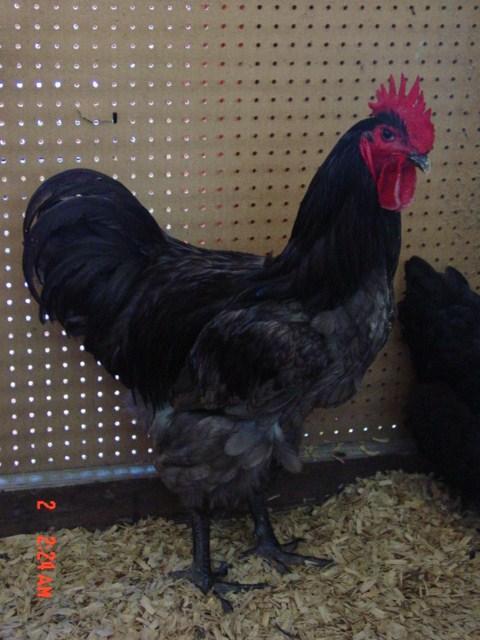 jersey giant rooster for sale