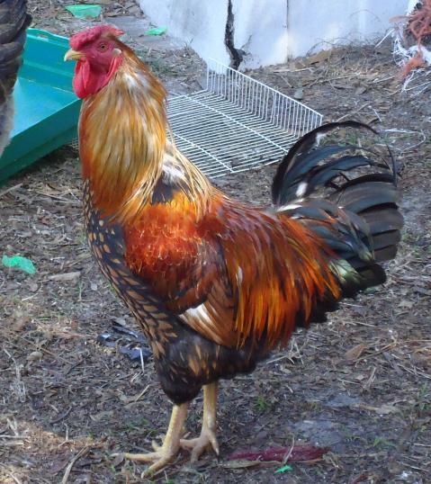 38368_chickens_124.jpg