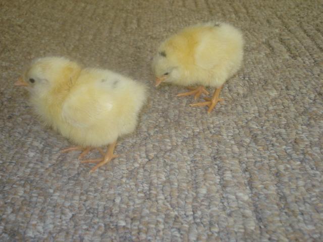 38410_dsc04811.jpg