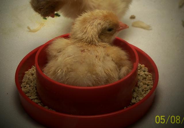 38434_chickindish.jpg