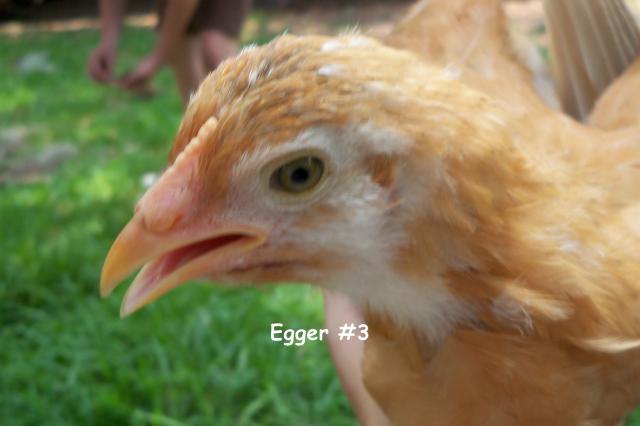 38434_egger_3.jpg