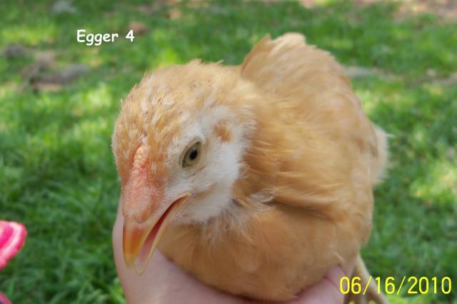 38434_egger_4.jpg