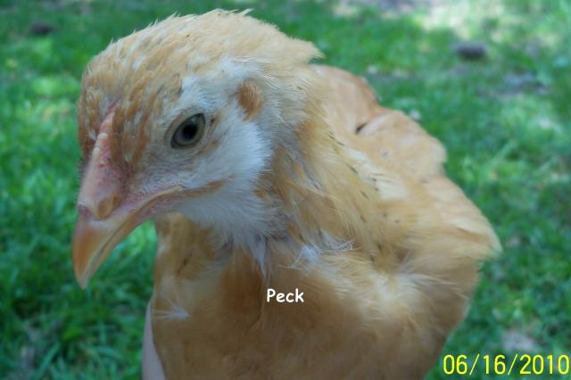 38434_peck.jpg