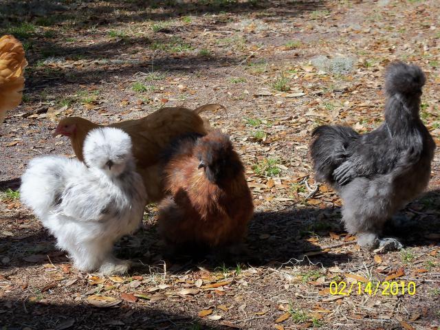 38434_silkies2.jpg