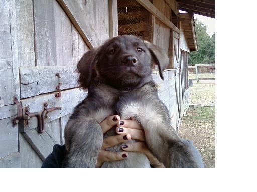 38440_puppy_2.jpg