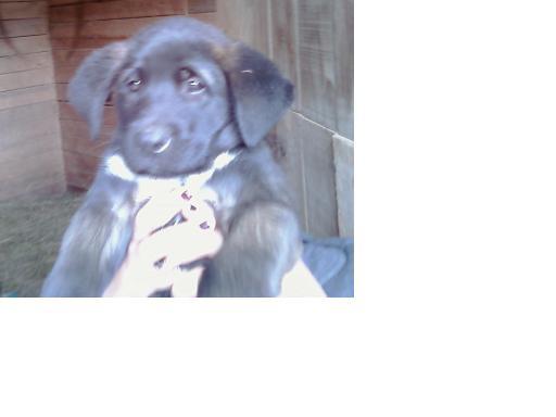38440_puppy_5.jpg