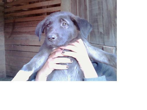 38440_puppy_6.jpg
