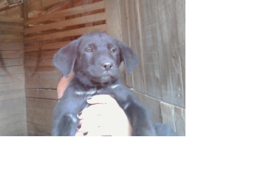 38440_puppy_7.jpg
