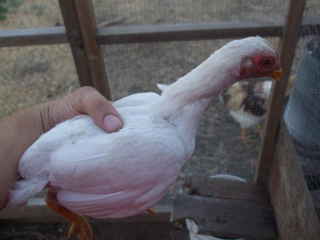 38444_chickens_024.jpg