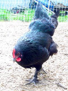 38506_dsc08738.jpg