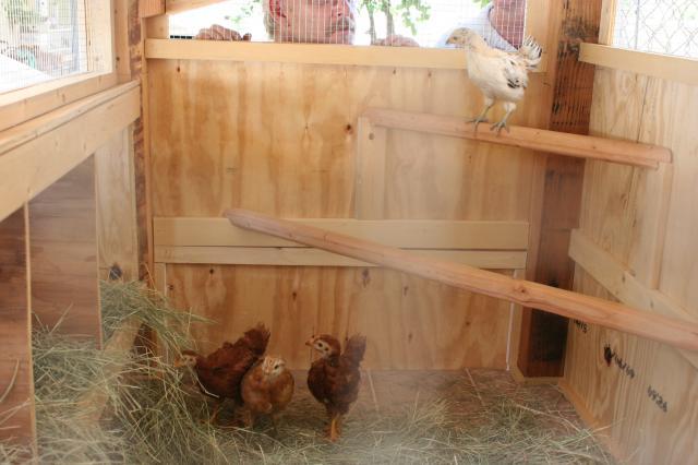 38514_inside_coop_w-chickens.jpg