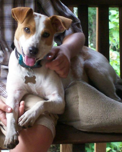 38521_dog_crop.jpg