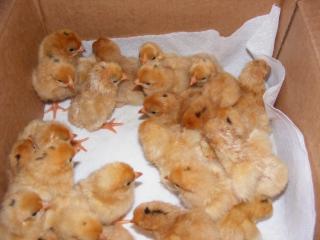 38557_baby_chicks_going_to_the_brooder_2-22_004.jpg