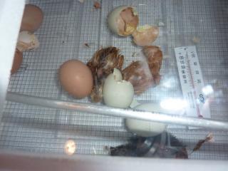 38566_sallys_babies.jpg