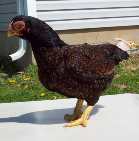 38593_holly5.jpg