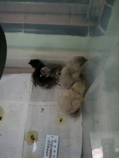 38602_all_babies.jpg