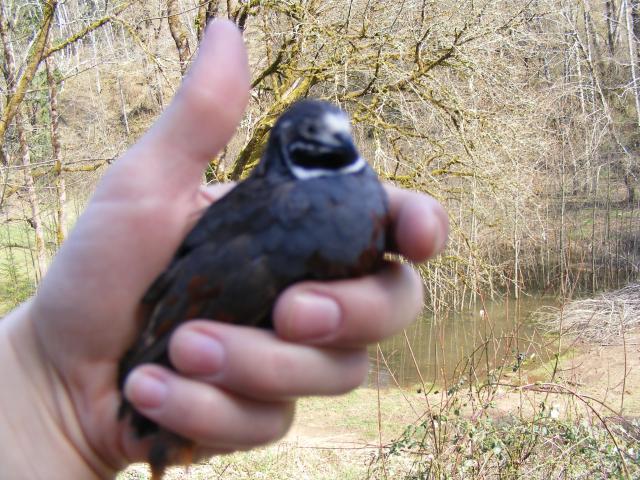 38630_chinese_painted_button_quail_male_2.jpg