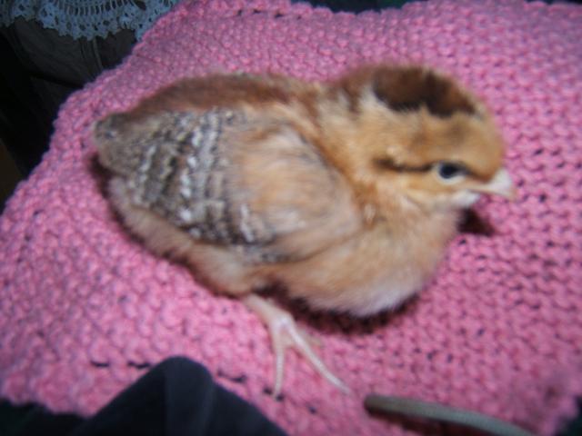 38638_chicks_at_1_week-_june_18_002.jpg