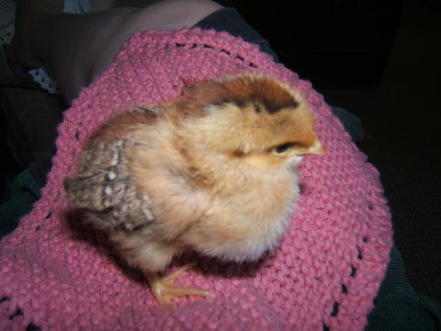 38638_chicks_at_1_week-_june_18_005.jpg
