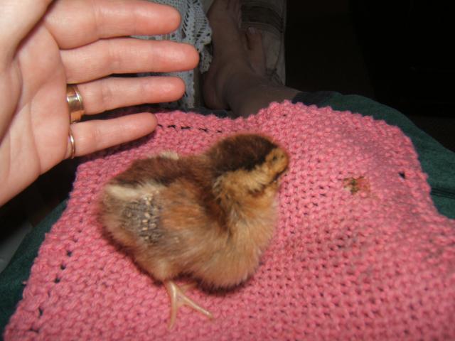 38638_chicks_at_1_week-_june_18_007.jpg