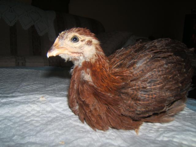 38638_chicks_at_5_weeks_july_16_003.jpg