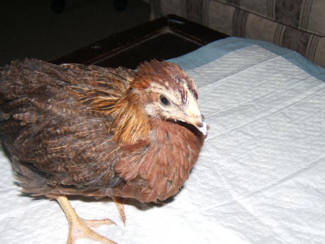 38638_chicks_at_5_weeks_july_16_006.jpg