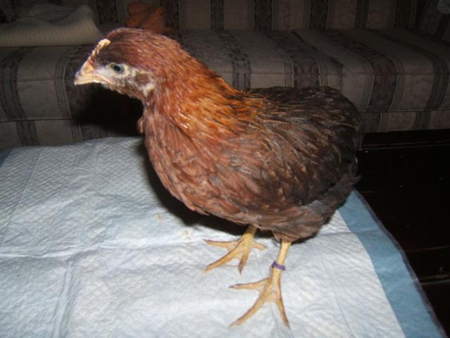 38638_chicks_at_7_weeks-_july30_001.jpg