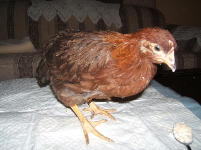38638_chicks_at_7_weeks-_july30_003.jpg