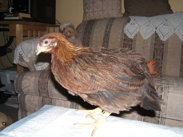 38638_chicks_at_7_weeks-_july30_005.jpg