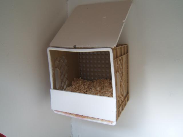 38638_coop-_finished_finally_and_the_girls_are_in_001.jpg
