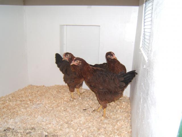 38638_coop-_finished_finally_and_the_girls_are_in_004.jpg