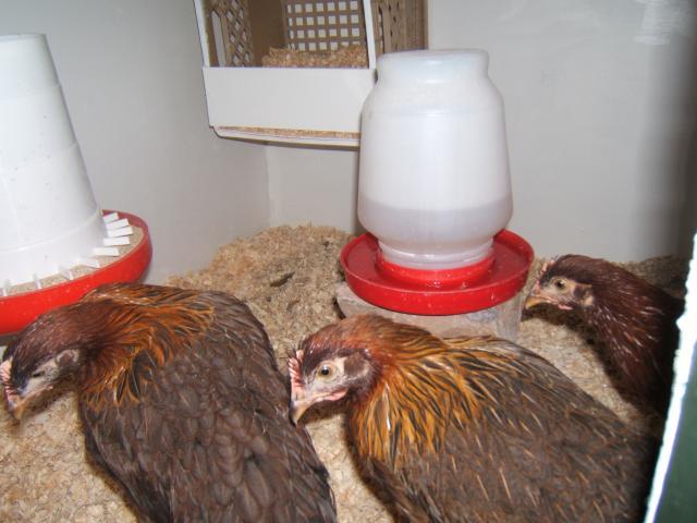 38638_coop-_finished_finally_and_the_girls_are_in_005.jpg