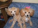 38638_puppies-_cute.jpg