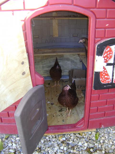 Our Repurposed Coop BackYard Chickens