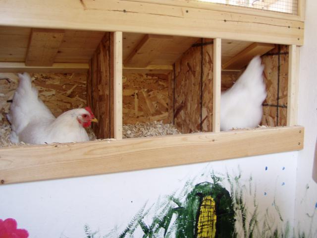 38676_chicken_pics_040.jpg