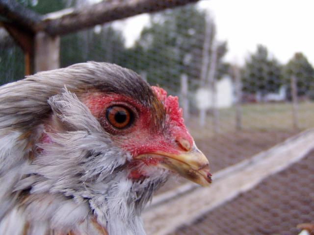 38676_chicken_pics_090.jpg