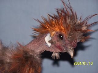 38689_blue_laced_and_showgirl_roos_035.jpg