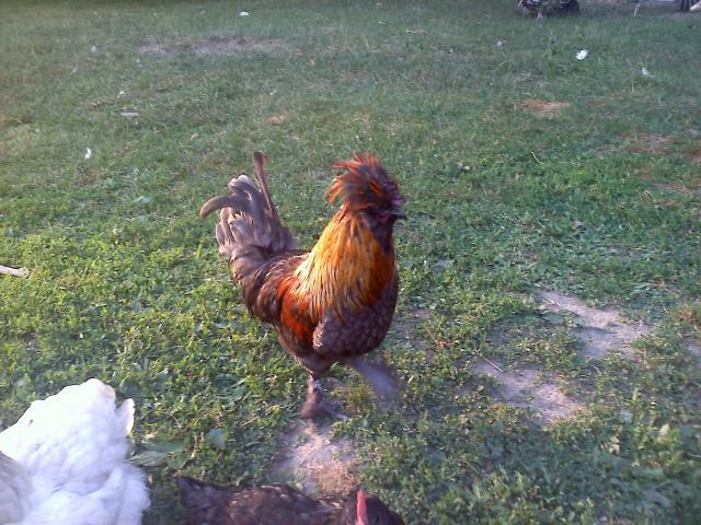 38689_silkie_x_roo.jpg