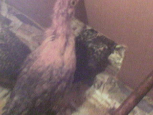 38691_chick_2.jpg