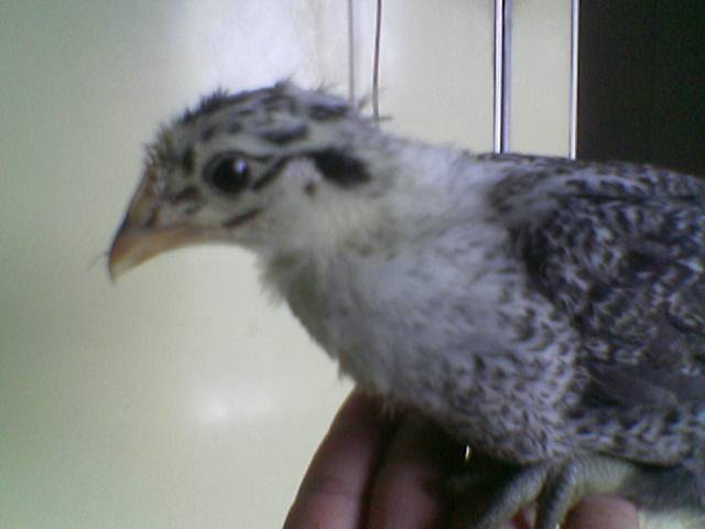 38691_chick_5.jpg