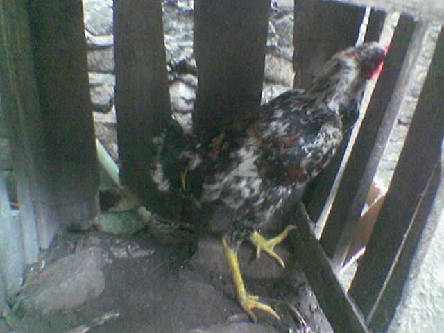 38691_image022.jpg