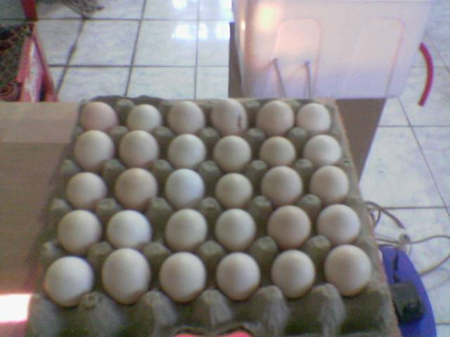 38691_new_eggs.jpg