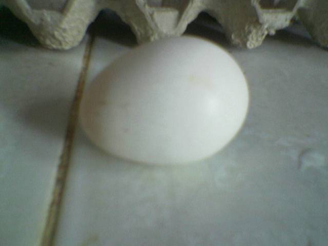 38691_yip.jpg
